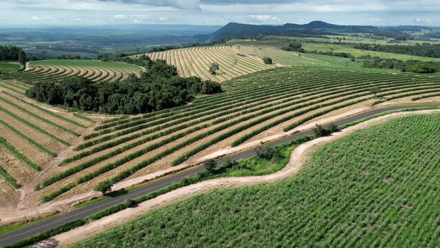 Agriculture Field At Country Scene Rural Landscape Countryside. Forest Landscape Country Scene Countryside. Rural Road Valley Country Peaceful. Rural Road Field Country Bosk Countryside.