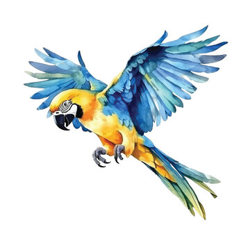  Blue-and-yellow Macaw watercolor paint 