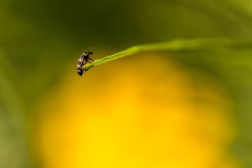 Insect balancing on grass in the wind