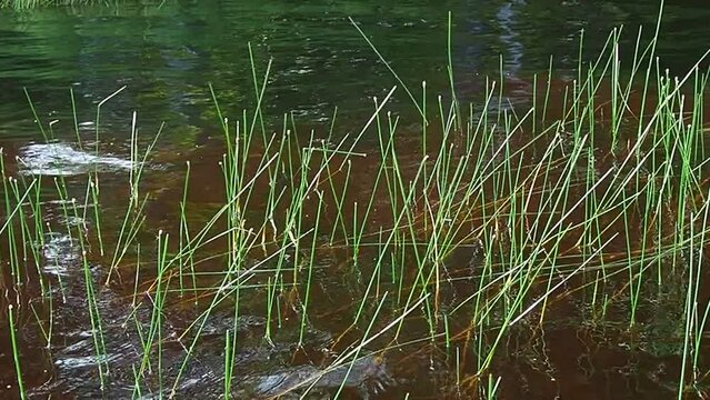 Marsh bog Eleocharis palustris is a species of herbaceous plants of the genus Bolotnitsa Eleocharis of the sedge family Cyperaceae. Slow motion. Lososinnoye lake, Karelia. Bogging of a reservoir