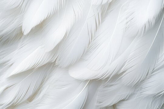 Fototapeta White feather pigeon pattern. Generate Ai