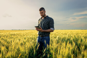 Young farmer in a wheat field, using a tablet and examining crop.