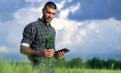 Young farmer in a wheat field, using a tablet and examining crop.
