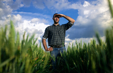 Young farmer standing in a  green wheat field examining crop while looking in a distance.