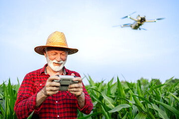 Senior farmer holding remote controller and flying agricultural drone, monitoring corn field and gathering data.