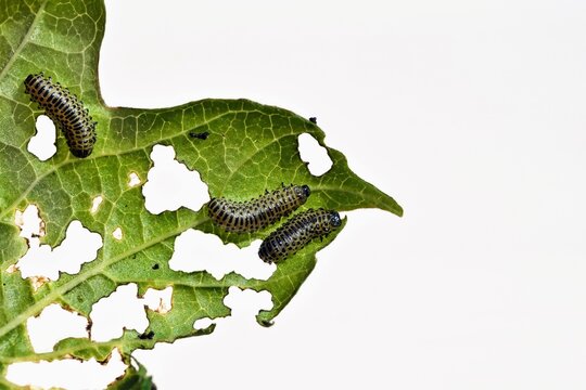 Raupenkot Bilder Durchsuchen 254 Archivfotos, und