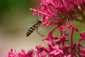 Mondfleckschwebfliege (Eupeodes lapponicus) Weibchen schwirrt vor den Blüten einer Roten Spornblume (Centranthus ruber) - Baden-Württemberg, Deutschland