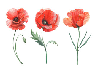 Watercolor bright set of red poppies. Realistic summer flowers isolated on white. Botanical illustration.
