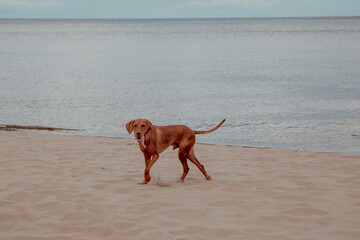 Beautiful and funny red hunting vizsla dog on beach