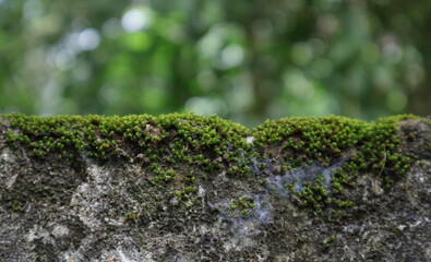 Beautiful wallpaper view of the green Mosses growing on a cement wall