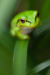 frog on leaf