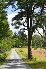 Old pine tree
