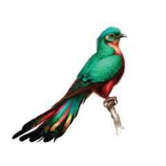 Resplendent Quetzal watercolor paint