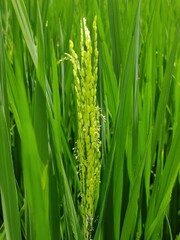 Green rice in the field