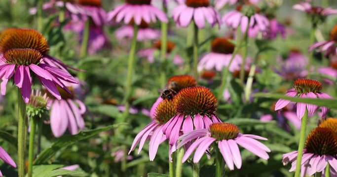 Close up shot of bees and bumblebees collecting pollen of Purple Coneflower in sunlight