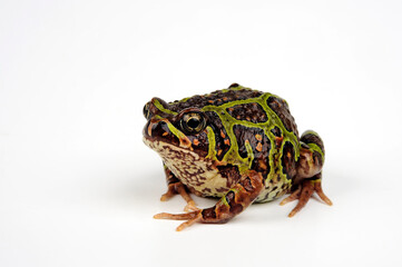 Moquard's Burrowing Frog // Madagaskar Engmaulfrosch (Scaphiophryne calcarata)