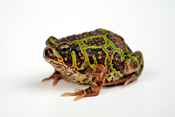 Moquard's Burrowing Frog // Madagaskar Engmaulfrosch (Scaphiophryne calcarata)