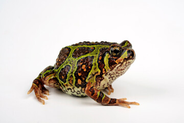 Moquard's Burrowing Frog // Madagaskar Engmaulfrosch (Scaphiophryne calcarata)