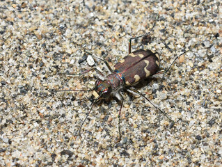 The endangered Dune Tiger Beetle Cicindela maritima on natural sand environment