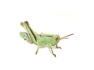 Nymph of Melanoplus bivittatus, the two-striped grasshopper isolated on white background