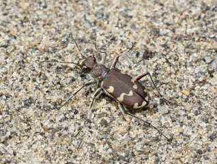 The endangered Dune Tiger Beetle Cicindela maritima on natural sand environment