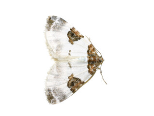 The blue-bordered carpet moth Plemyria rubiginata isolated on white background