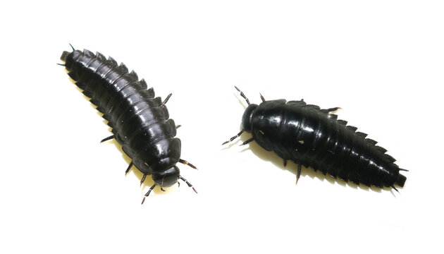 Larva of American carrion beetle Necrophila americana isolated on white background