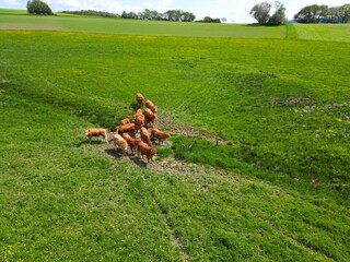 Cows graze peacefully in the pasture