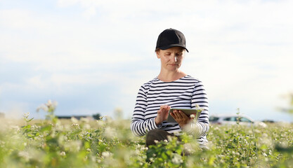 female agronomist with tablet check the growth of a field with buckwheat flowers. woman touching hand plant shoots and enter data into a digital tablet. Modern agribusiness