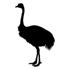 Ostrich standing silhouette. Vector illustration