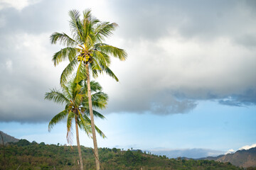 Fototapeta na wymiar Coconut tree against cloudy sky.