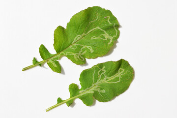 Damaged radish leaves with leaf miners. White background