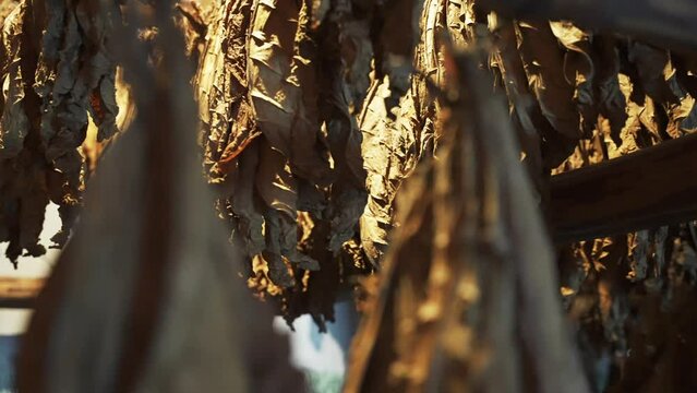 Close up of tobacco leaves hanging on a rope and dried in the shade of a special wooden room. Production of famous handmade cuban cigars on the fabric