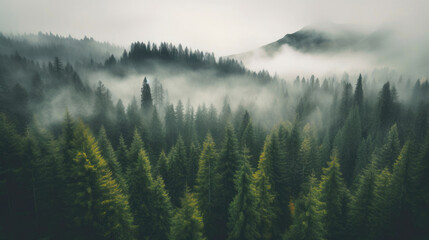 Enchanting Misty Peaks: Vibrant Fir Forest
