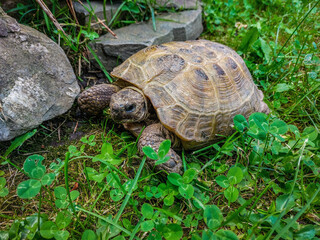 A land turtle close-up on green grass near stones on a summer day