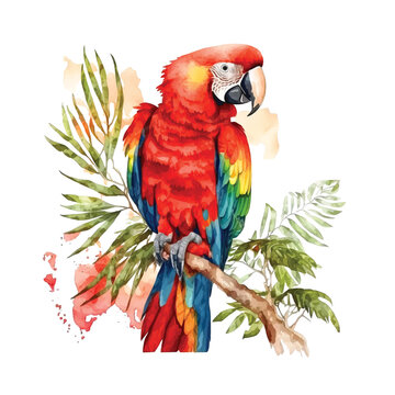 Scarlet Macaw watercolor paint