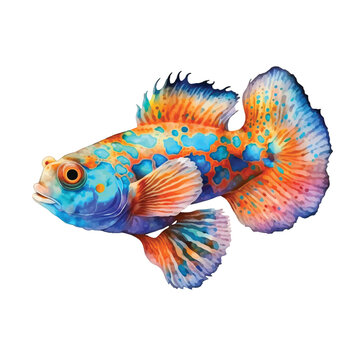 Cutie mandarin fish watercolor paint