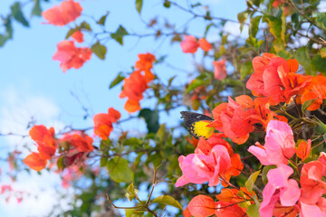 Fototapeta na wymiar The Beauty of Bougainvillea. is a genus of thorny ornamental vines, bushes, and trees belonging to the four o' clock family