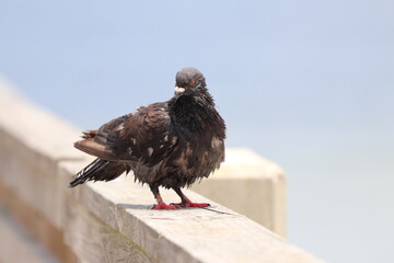 Bird at Jacksonville Beach and Pier off the ocean in Jacksonville, Florida. 