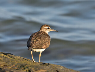 a common sandpiper in Gallikos river, Greece