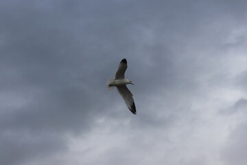 A seagull in flight above the harbor in Jacksonville, FL during a storm