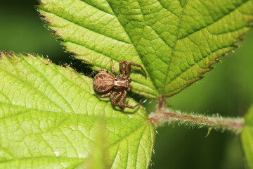 xysticus kochi spider macro photo