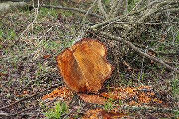 The trunk of a freshly cut tree in the forest in early spring