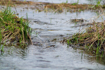 Flow of water flushing the ground in early spring