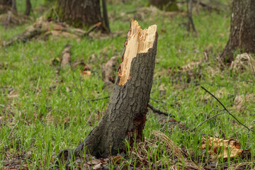Fototapeta premium Fresh stump of a broken tree in the woods in spring