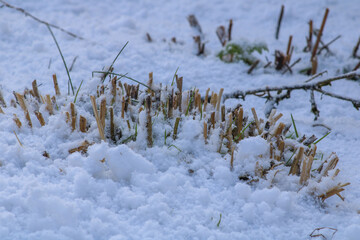 Pins of flowers in the melting snow