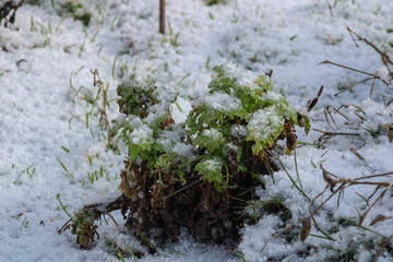 Grass struggles with snow in spring