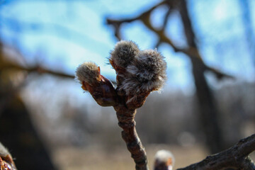 Early spring willow blossoms, close-up