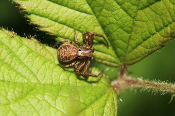 xysticus kochi spider macro photo