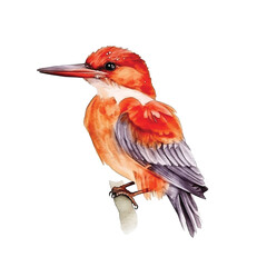 Naklejka premium Ruddy Kingfisher watercolor paint